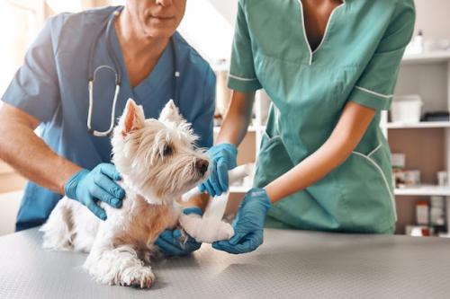 clínica-veterinaria
